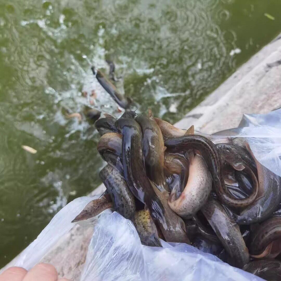 泰国 佛 日 鱼类乌龟黄鳝等捐棺捐瓦等各类项目一对一返视频