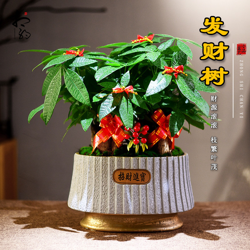 发财树盆栽客厅室内招财树桌面植物开业乔迁送礼前台办公室绿植图片