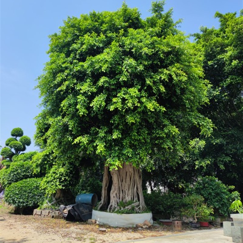 榕树小叶榕长根须榕树苗室内室外风景树家庭城市公园路旁绿化苗木