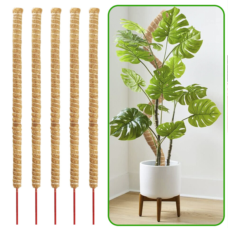 龟背竹支撑杆植物造型爬藤植物固定架绿萝柱椰棕棒棕榈棒棕柱水苔