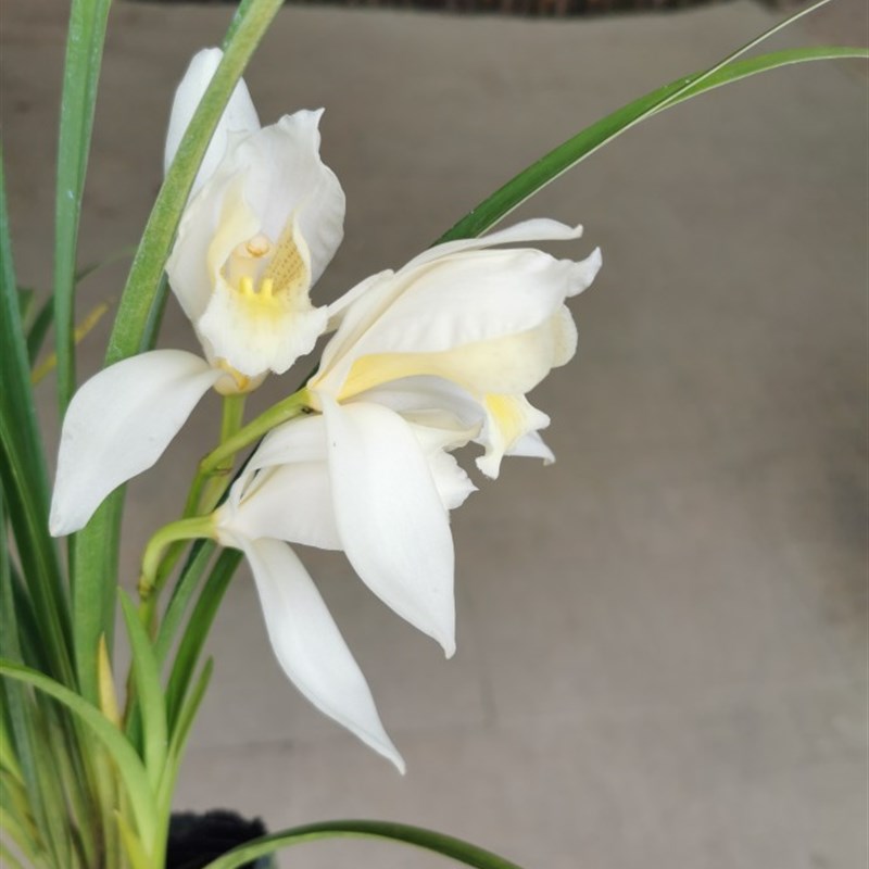 绿缘兰花  文山红柱兰半素  实生苗稀有品种白色兰花带香味盆栽