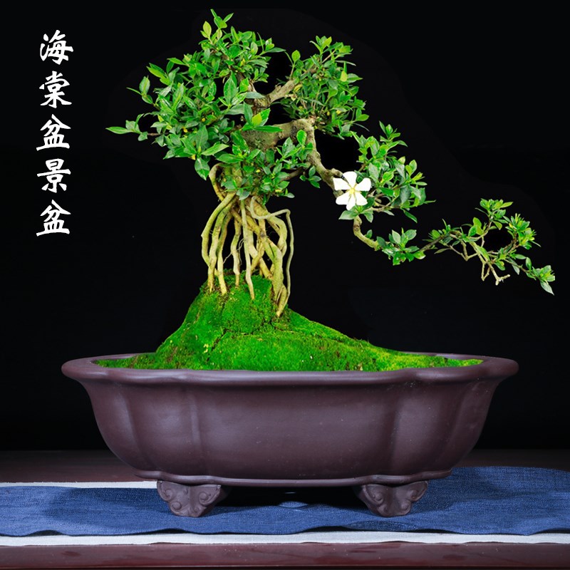 特大号紫砂花盆长方形树桩有孔盆大号超大号庭院海棠马槽陶瓷花盆图片