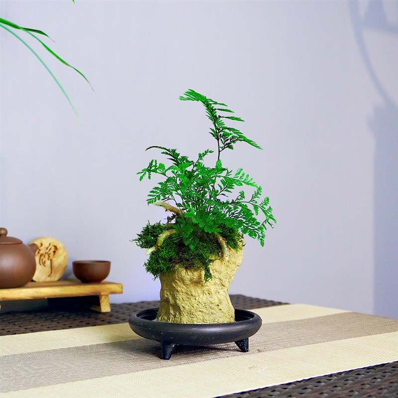 吸水石花盆蕨类植物盆景室内好养绿植办公桌面造型中式造型小盆栽