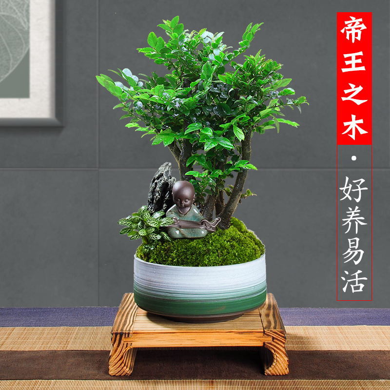 小叶紫檀盆景植物室内四季常青树苗镇宅花卉老桩老根木本绿植盆栽