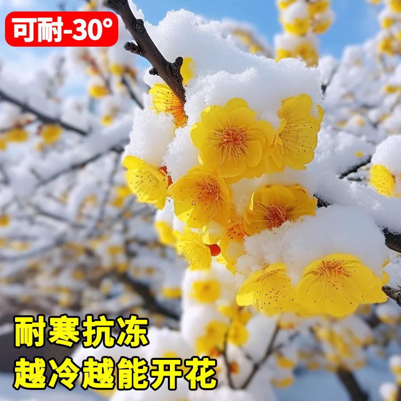 带花发货腊梅花树苗盆栽耐寒老桩盆景花卉植物室内花原生腊梅阳台