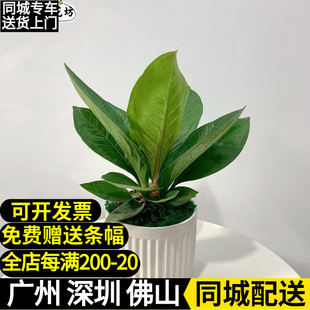 鸟巢花烛盆栽 聚宝盆办公室客厅招财大叶室内好养绿植 净化空气