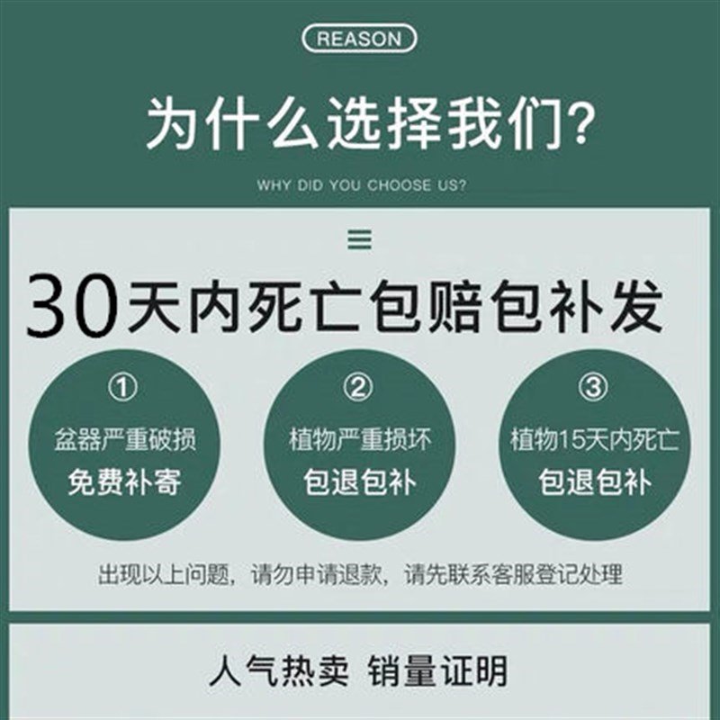 福尚来四季君子兰盆栽带花苞小苗花卉植物室内易活绿植水培好养