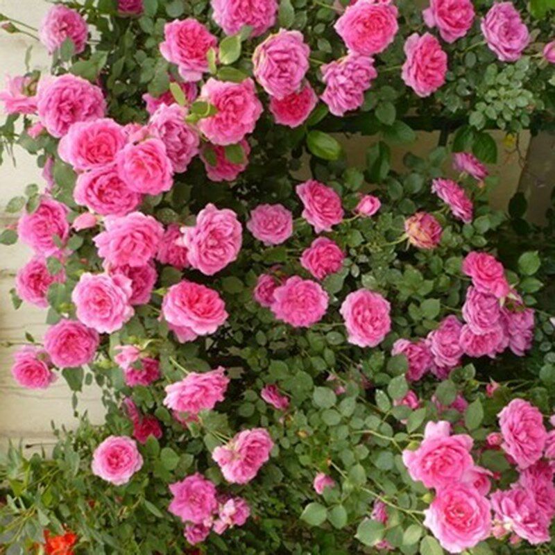 大游行藤本月季花大苗阳台庭院花园爬藤月季花朵大花期长篱笆拱门,鲜花速递/花卉仿真/绿植园艺,鲜花拱门,淘宝优惠券,粉丝福利购,淘宝优惠卷