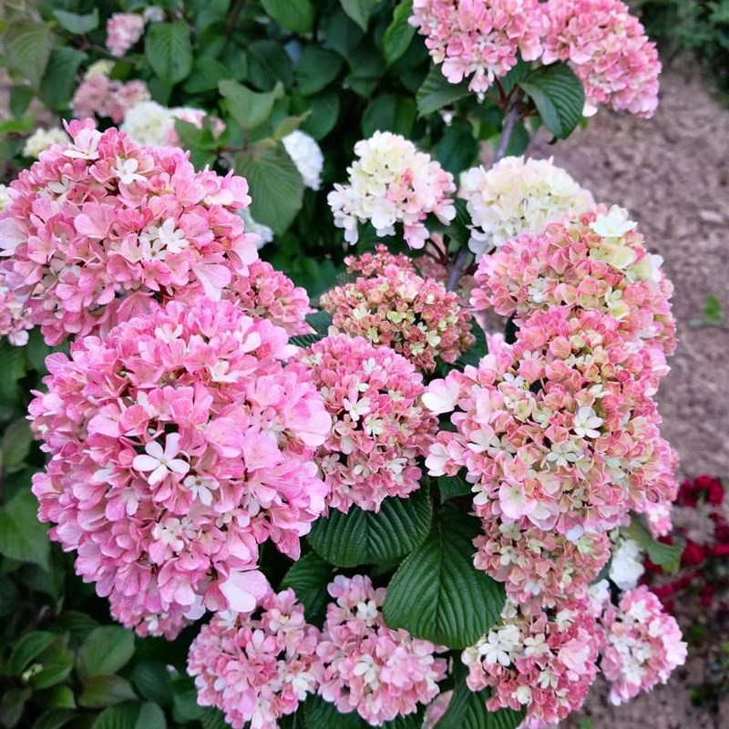 粉色玫瑰达人木绣球大花斗球别墅庭院地栽木本绣球花树苗盆栽麻球