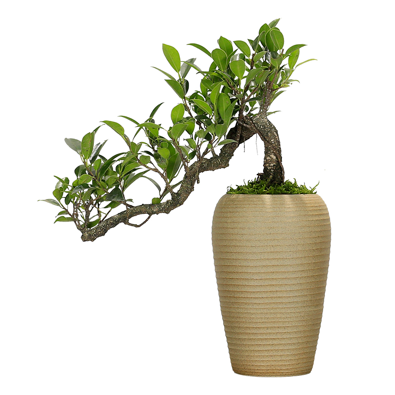 榕树盆景植物造型老桩树桩室内茶几客厅办公室前台桌面绿植盆栽