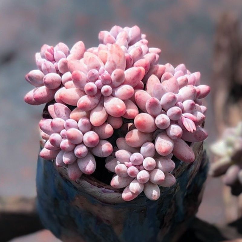 婴儿手指群生老桩多头多肉植物小盆栽组室内阳台花卉新手四季好养