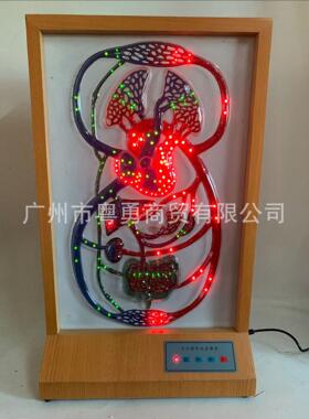 大小循环电动LED显示流动系统模型 人体模型