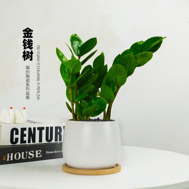 金钱树盆栽钱串子乔迁招财进宝摆件耐阴耐旱好养桌面植物绿植花卉