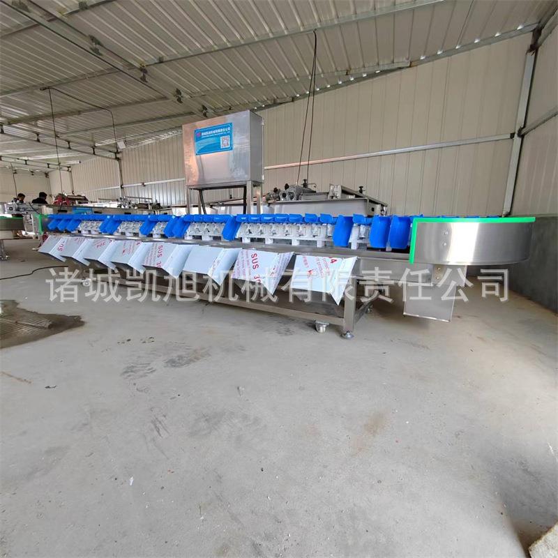 鸡翅鸡腿全自动重量分拣机白条鸡称重分级分选机