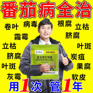 番茄卷叶病专用药病全治番茄枯叶黑杆斑西红柿病毒缩叶黄叶落果肥