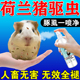 荷兰猪驱虫药除跳蚤豚虱子螨虫蜱虫全净仓鼠豚鼠专用体外驱虫喷雾