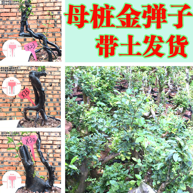 金弹子盆景 母桩 瓶兰花黑塔子 金单子成品  金蛋子树桩树苗包邮