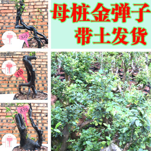 包邮 金弹子盆景 金蛋子树桩树苗 金单子成品 母桩 瓶兰花黑塔子