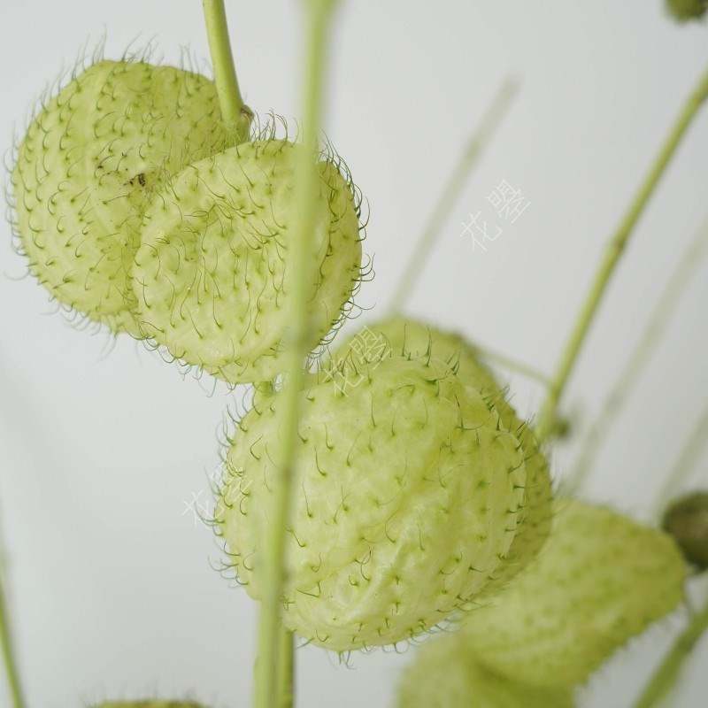 唐棉鲜花糖棉鲜花气球果鲜花水养真花家居瓶插花书桌餐桌面瓶插花