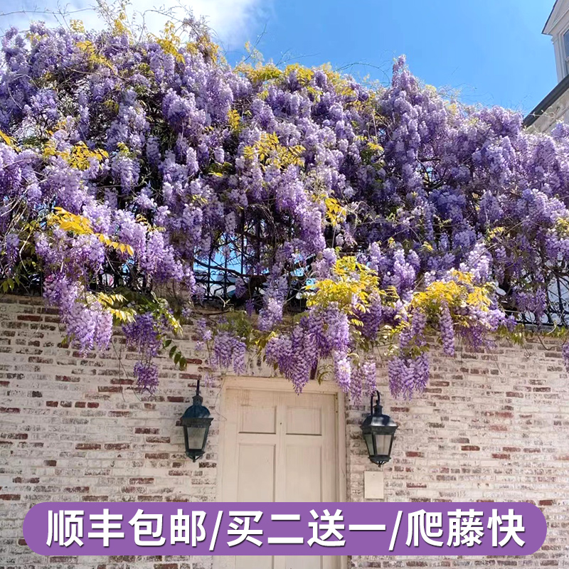紫藤花苗爬藤植物炮仗凌霄花树苗绿植盆栽藤本庭院攀援四季开花卉