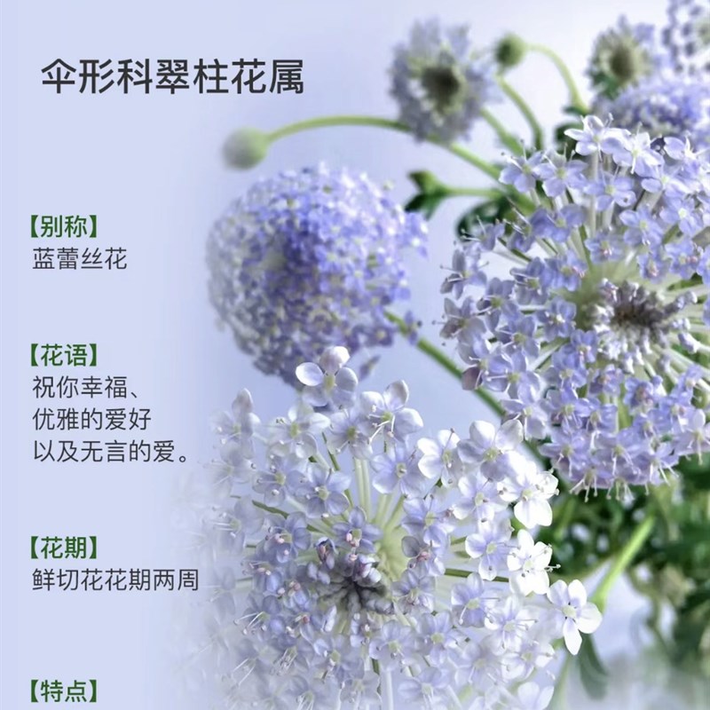 翠珠鲜切花孔雀草配花仙气十足蓝盆花草花瓶插室内水培昆明直发