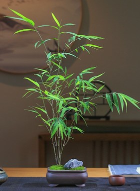 精品内门竹盆栽名贵门内竹室内庭院绿植四季常青好养易活竹子盆景