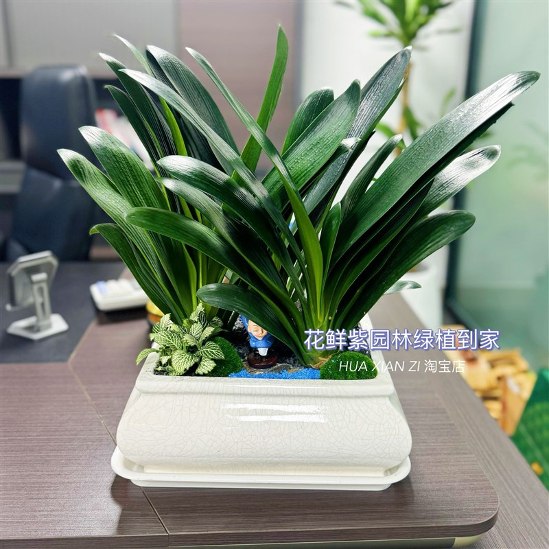 深圳配送君子兰招财盆栽办公室内台面盆栽开业送礼夏季好养活绿植