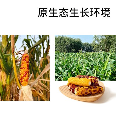 它适仓鼠小玉米磨牙棒零食金丝熊粮食玩具兔子仓鼠笼造景用品2根