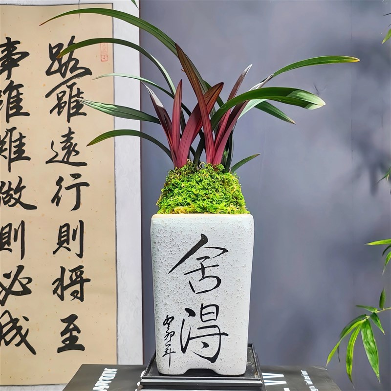 建兰[红草红荷]网红草精品兰花带陶瓷花盆种好好养活浓香型