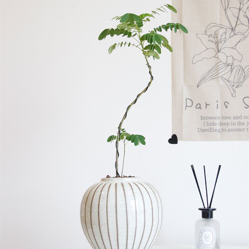 土生土长 黄花魁室内外造型艺术盆景观赏绿植网红盆栽,鲜花速递/花卉仿真/绿植园艺,造型盆景,淘宝优惠券,粉丝福利购,淘宝优惠卷