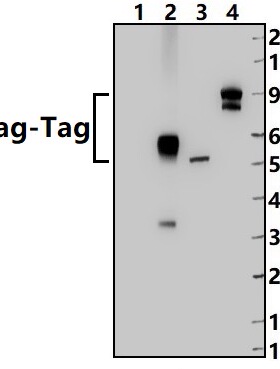 Bioworld标签抗体 Flag-Tag小鼠mAb,Flag标签小鼠单克隆抗体/-HRP