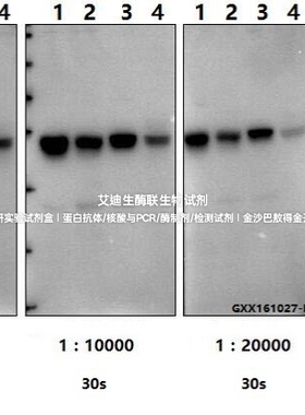 微管蛋白β(4D9)单抗Bioworld微管蛋白β(4D9)单克隆抗体-HRP内参