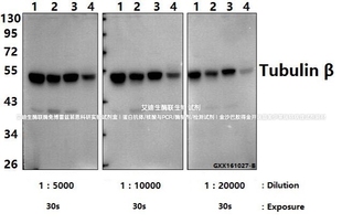 微管蛋白β(4D9)单抗Bioworld微管蛋白β(4D9)单克隆抗体-HRP内参