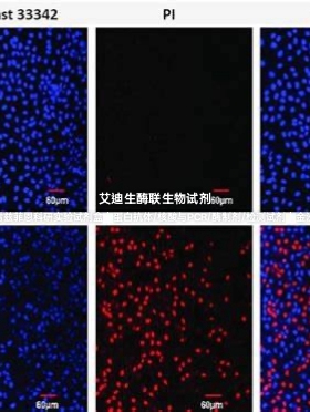 Bioworld免疫组化辅助试剂 Hoechst 33343/PI试剂盒DAPI/抗淬灭剂