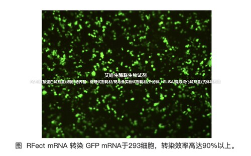BIOG RFect mRNA转染试剂盒,高效转染大多数贴壁细胞和悬浮细胞