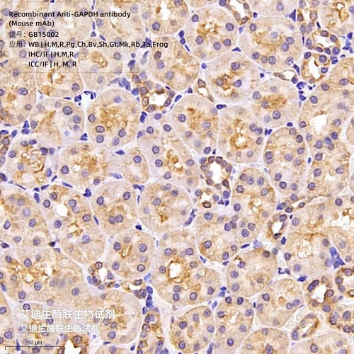 甘油醛-3-磷酸脱氢酶,内参抗体,一抗,重组抗-GAPDH Ab,Mouse mAb