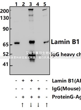 Bioworld内参抗体 Lamin B1小鼠单抗/Lamin B1小鼠单克隆抗体-HRP