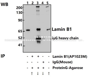 Bioworld内参抗体 Lamin B1小鼠单抗/Lamin B1小鼠单克隆抗体-HRP