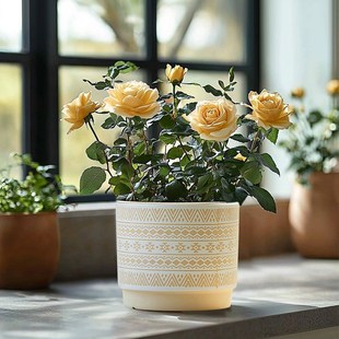 花盆陶瓷家用轻奢高级感创意蝴蝶兰阳台绿植兰花透气专用盆带托盘