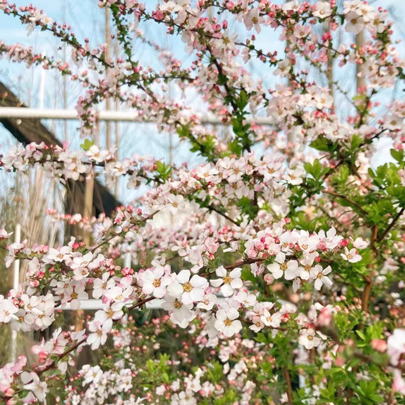 粉色雪柳植物喷雪花盆栽冬天庭院耐寒耐热花镜耐阴多年生木本花卉