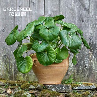 【大吴风草】一叶莲 浮云锦 庭院耐阴宿根地被花卉阳台绿植盆栽苗