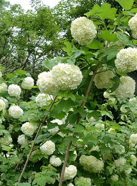 欧洲木绣球玫瑰白色大花球 庭院楼顶盆栽地栽植物