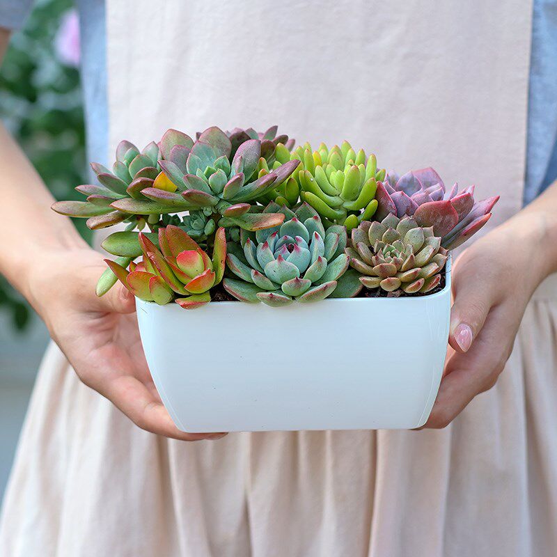 花盆仿陶瓷小号大口径长方形家用带托盘创意塑料吊兰多肉花盆专用