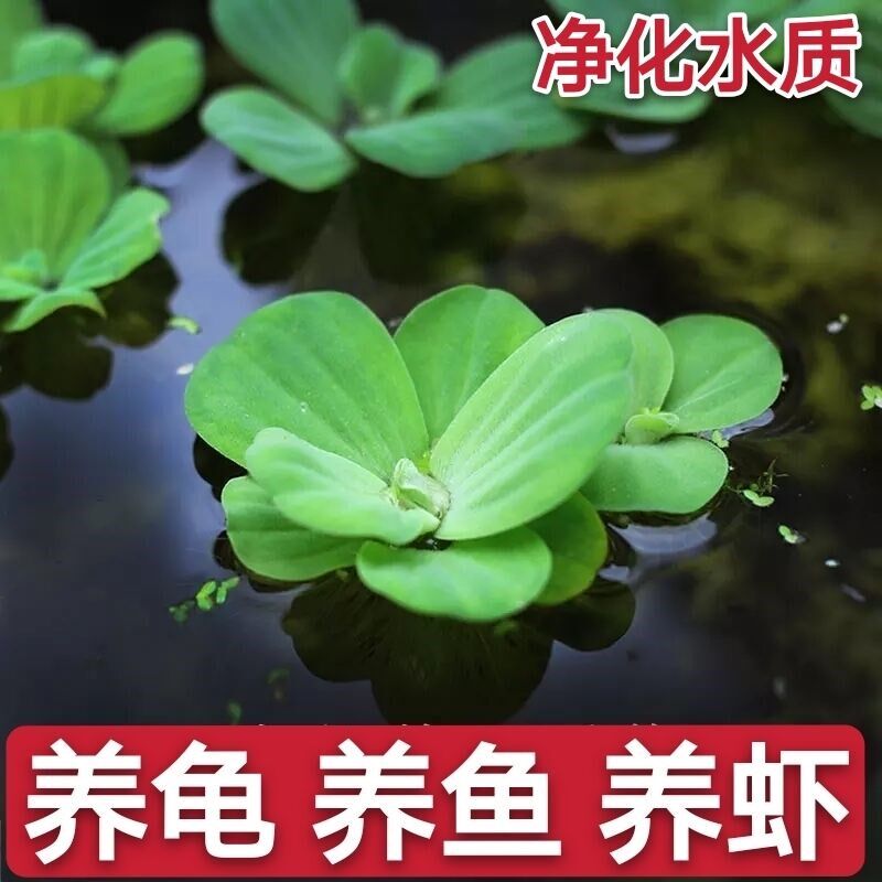 水葫芦苗水生浮萍水养植物池塘养鱼水芙蓉鱼缸水草净化水质凤眼莲