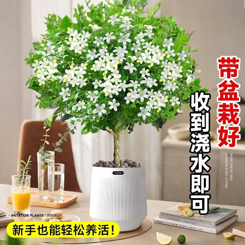 九里香盆栽老桩树苗室内驱蚊植物茉莉花桌面花卉绿植好养四季开花
