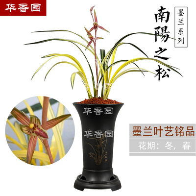 兰花苗 南阳之松 墨兰铭品大绿帽中透金黄色叶艺绿植物室内盆栽