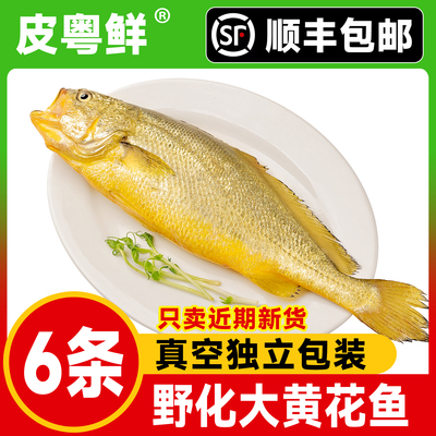【顺丰包邮】野化黄花鱼深海自然生长大黄花鱼新鲜海鲜节日送礼