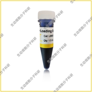 6×Loading Buffer电泳上样缓冲液 用于DNA凝胶电泳 双色指示条带