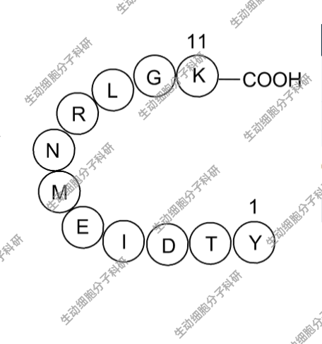 APExBIO VSV-G Peptide，VSV-G标签肽，也即YTDIEMNRLGK肽，科研