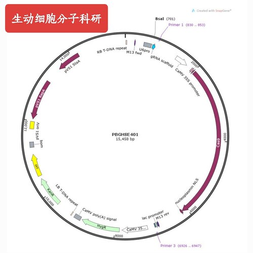 植物载体，PHSE401，植物敲除载体，科研实验